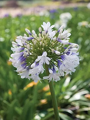 AGAPANTHUS - Queen Mum